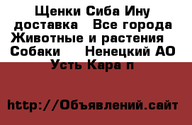 Щенки Сиба Ину доставка - Все города Животные и растения » Собаки   . Ненецкий АО,Усть-Кара п.